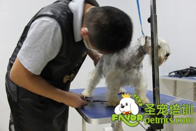 圣寵雪納瑞修剪實(shí)操課程