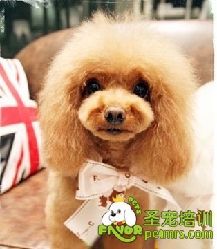 貴賓犬飼養(yǎng)