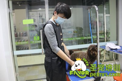 圣寵學(xué)員貴賓犬實犬操作