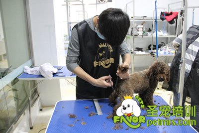 圣寵學(xué)員貴賓犬實犬操作