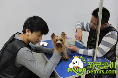 圣寵寵物約克夏護(hù)理課程