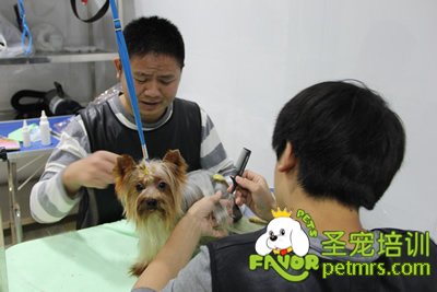 圣寵寵物約克夏護(hù)理課程