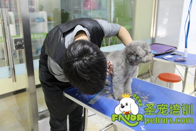 圣寵寵物學員灰色貴賓犬實操修剪