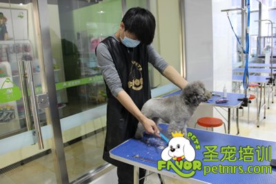 圣寵寵物學(xué)員灰色貴賓犬實(shí)操修剪