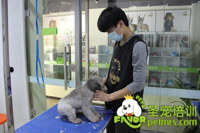圣寵寵物學員灰色貴賓犬實操修剪