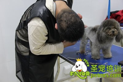 圣寵學(xué)員灰色貴賓犬實(shí)操修剪