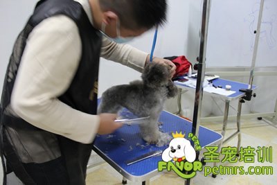 圣寵寵物學(xué)員灰色貴賓犬實(shí)操修剪
