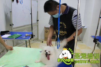 圣寵寵物學(xué)員博美犬實(shí)犬操作