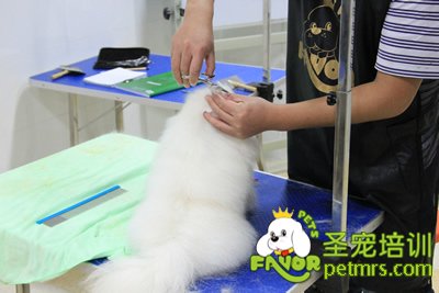 圣寵寵物學(xué)員博美犬實(shí)犬操作