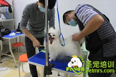 圣寵寵物學(xué)員博美犬作品
