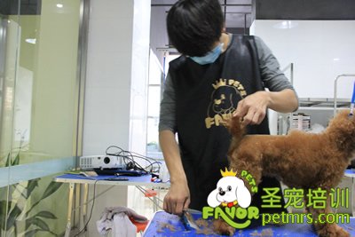 圣寵寵物學(xué)員泰迪犬修剪實犬操作