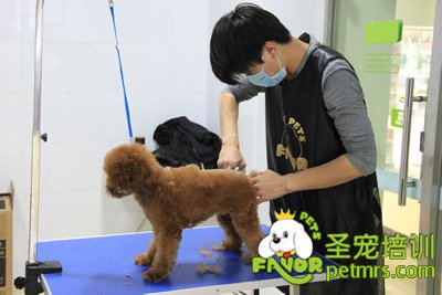 圣寵寵物學(xué)員泰迪犬修剪實犬操作
