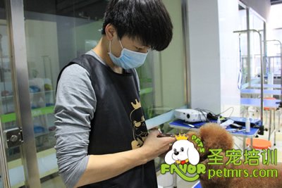圣寵寵物學(xué)員泰迪犬修剪實犬操作