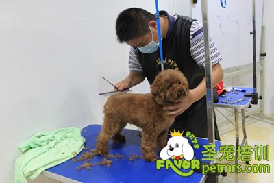 圣寵寵物學(xué)員泰迪犬修剪實(shí)犬操作