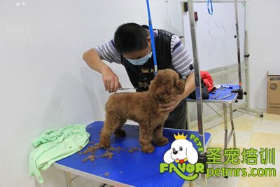 圣寵寵物學(xué)員泰迪犬修剪實(shí)犬操作