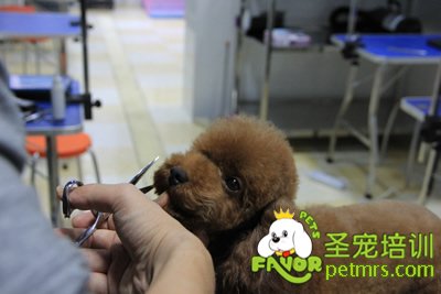 圣寵寵物學(xué)員泰迪犬修剪實(shí)犬操作