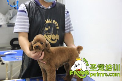 圣寵寵物學(xué)員泰迪犬修剪課程