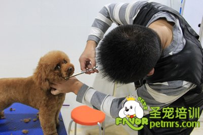圣寵學(xué)員泰迪犬實操課程