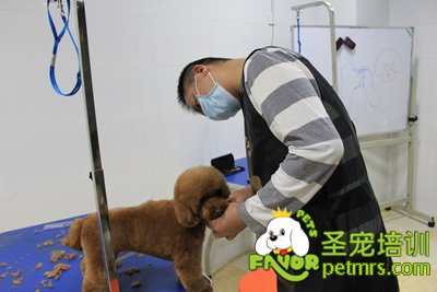 圣寵學(xué)員泰迪犬實操課程