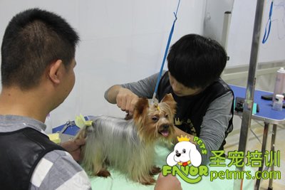 圣寵寵物學(xué)員約克夏犬實(shí)犬操作