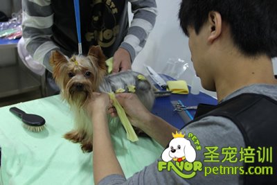 圣寵寵物學(xué)員約克夏犬實(shí)犬操作