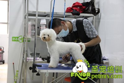 圣寵寵物學(xué)員泰迪犬實(shí)操課程
