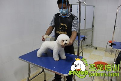 圣寵寵物學(xué)員泰迪犬實(shí)操課程