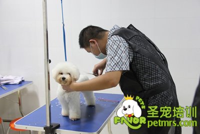 圣寵寵物學(xué)員泰迪犬實(shí)操課程