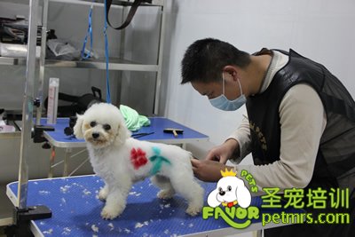 圣寵寵物學(xué)員染毛實犬操作
