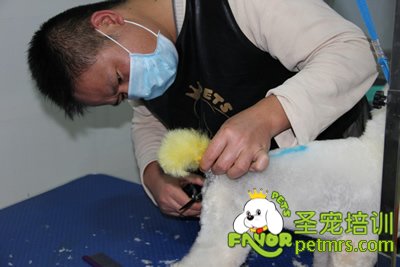 圣寵寵物學(xué)員染毛實犬操作