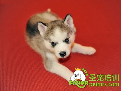 可愛(ài)狗狗
