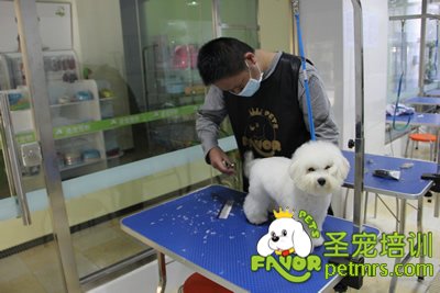 圣寵寵物學(xué)員比熊犬修剪