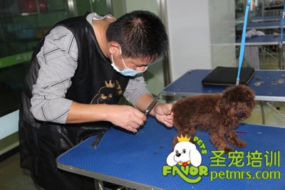 圣寵寵物學(xué)員貴賓犬幼犬修剪