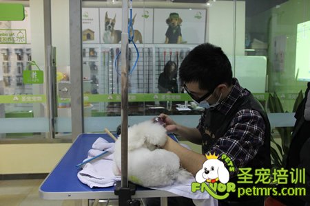 學(xué)員實犬操作-圣寵寵物
