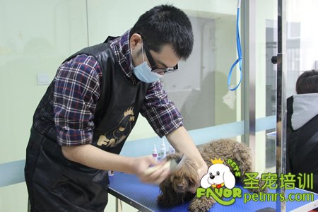 貴賓犬實操護理訓練