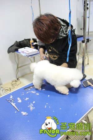 圣寵學(xué)員實犬操作