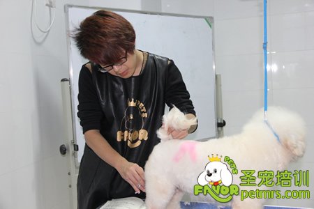圣寵學(xué)員比熊犬實(shí)犬操作