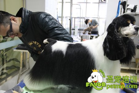 圣寵學(xué)員可卡犬實犬操作