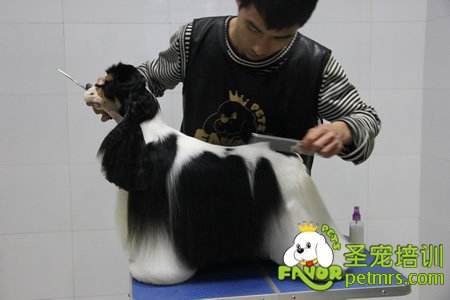 老師給學(xué)生講解并示范可卡犬修剪
