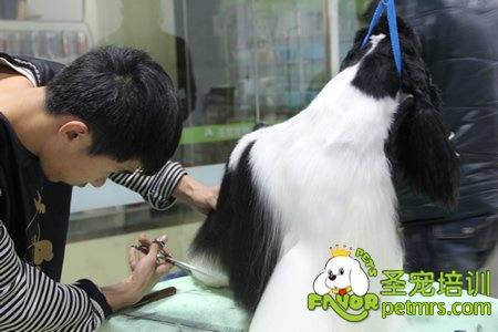老師給學(xué)生講解并示范可卡犬修剪