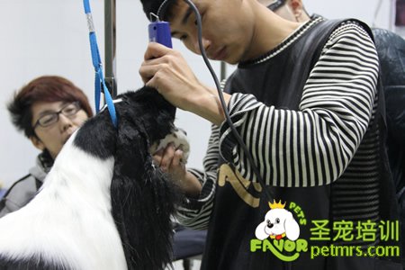 老師給學(xué)生講解并示范可卡犬修剪