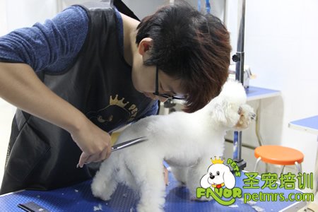 圣寵寵物學(xué)員實(shí)操課實(shí)犬操作
