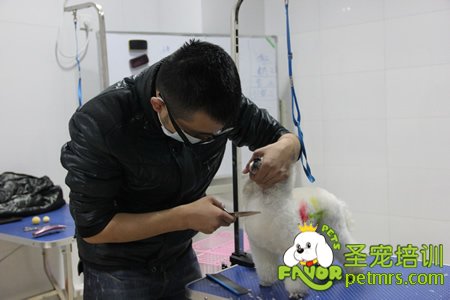 圣寵寵物學(xué)員實(shí)犬操作課程