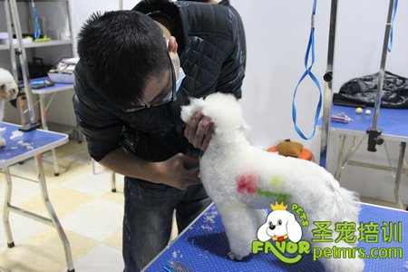 圣寵寵物學(xué)員實(shí)犬操作課程