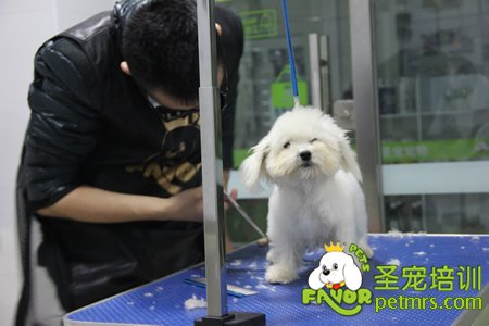 學員實犬操作