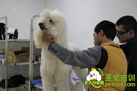 圣寵寵物巨型貴賓犬實(shí)操課