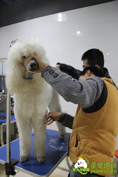 圣寵寵物巨型貴賓犬實(shí)操課