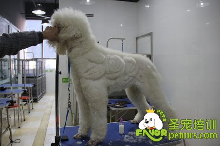 圣寵寵物學(xué)員巨型貴賓犬實(shí)操課