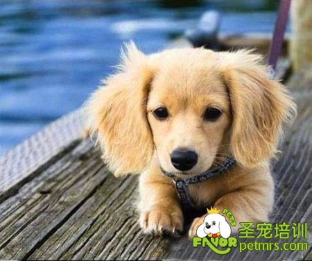 秋季養(yǎng)寵