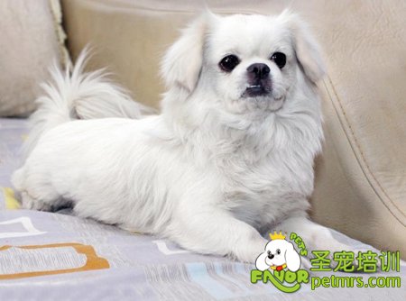 可愛(ài)狗狗